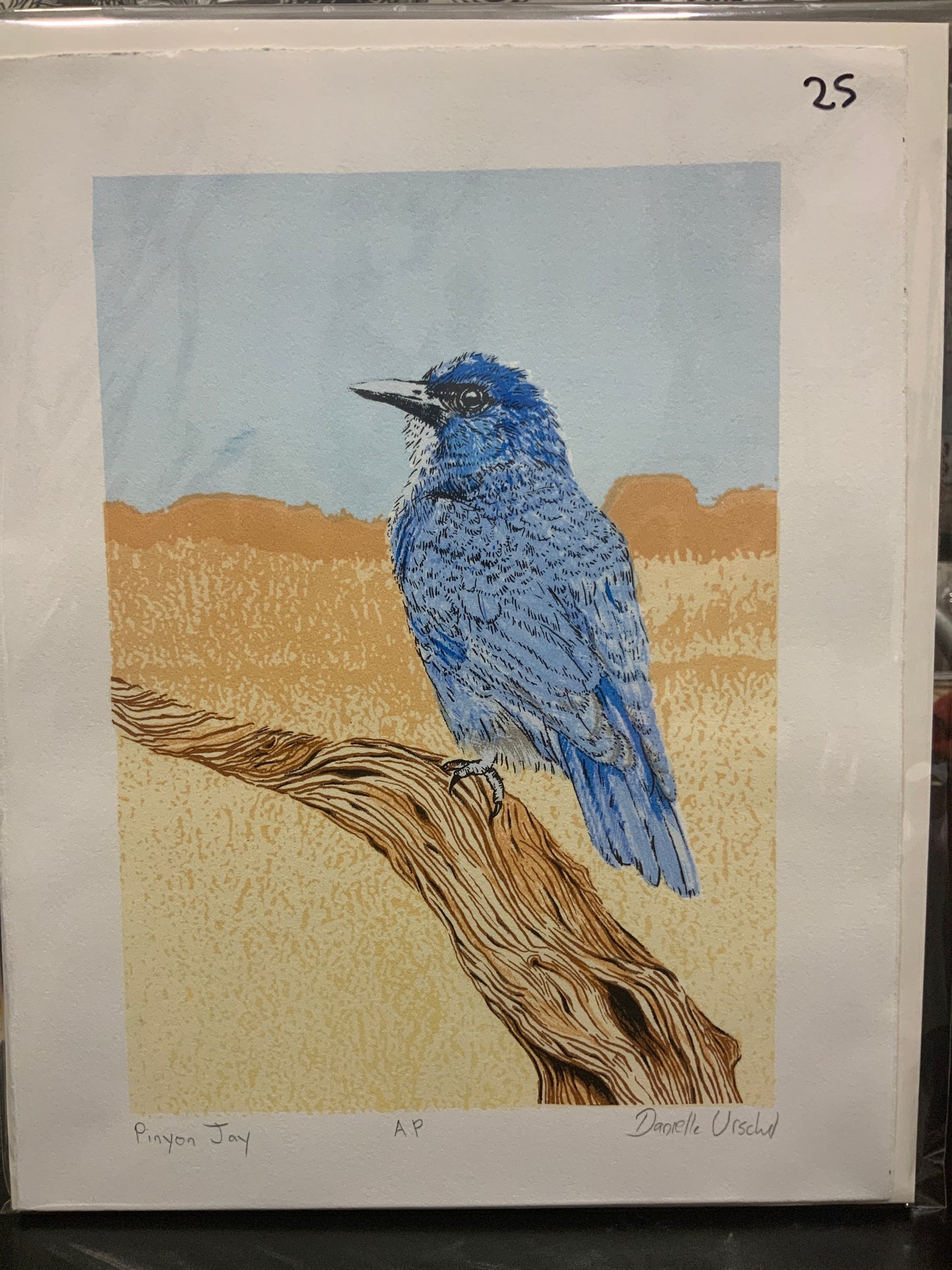 Pinyon Jay